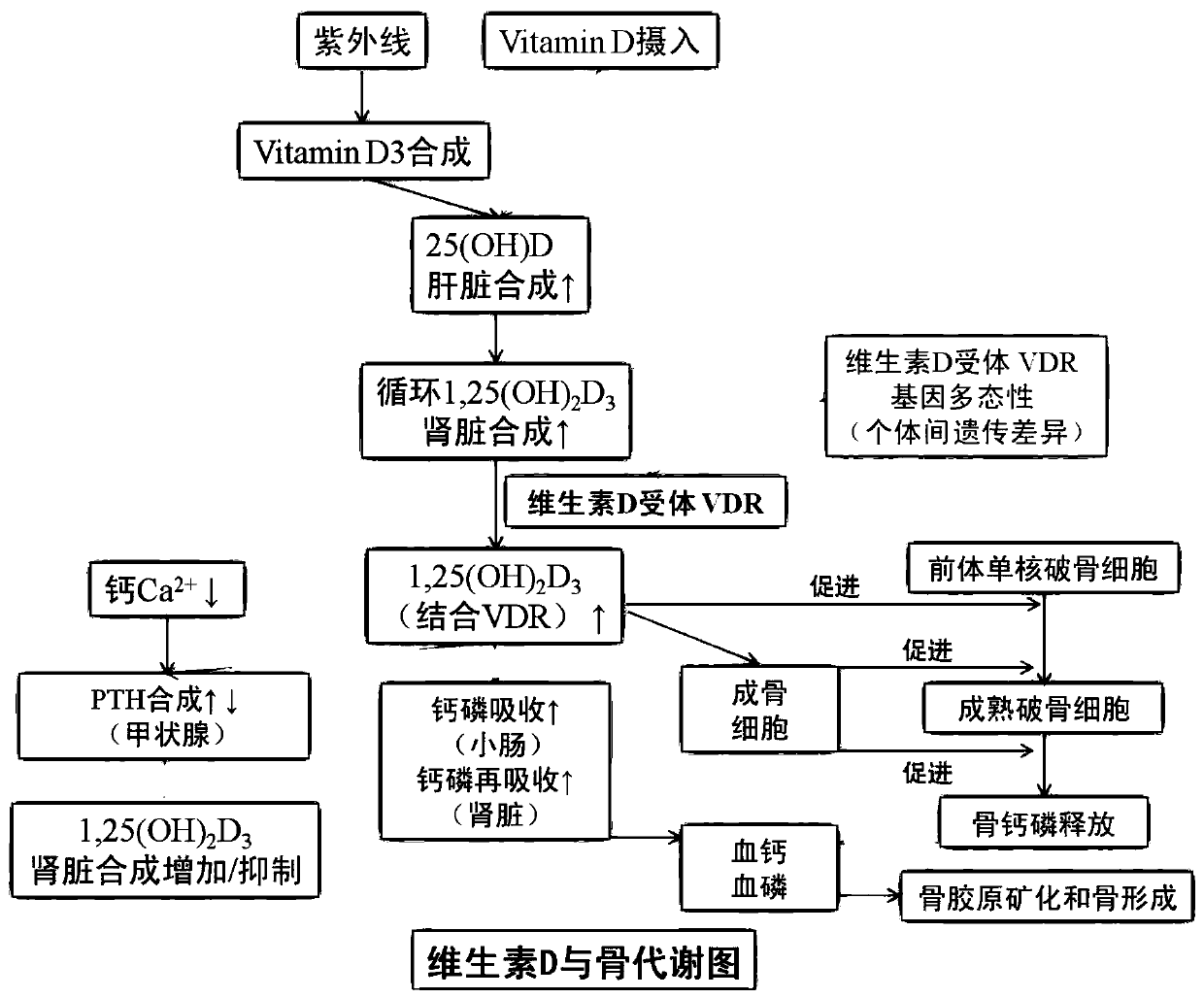 Combined detection method for pregnancy folate metabolism, calcium metabolism and H-type hypertension