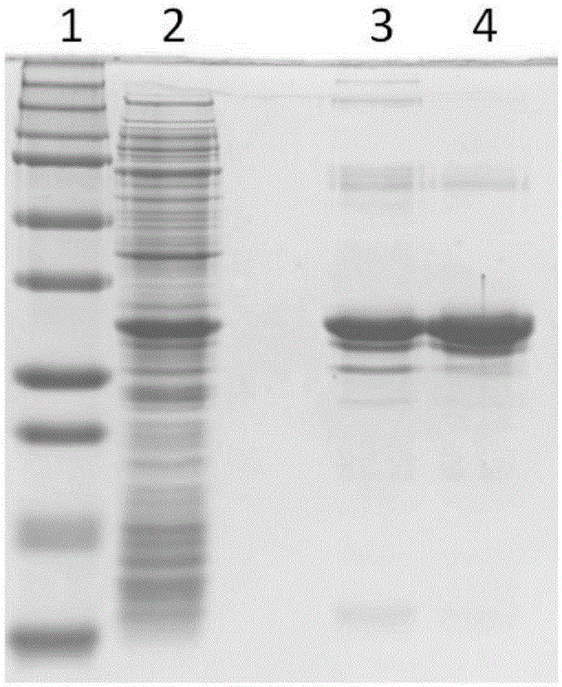 Immobilized metal ion affinity chromatograph (IMAC) material, and preparation and application thereof