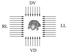 Animal organ radiation dose evaluation method for particle external irradiation experiment