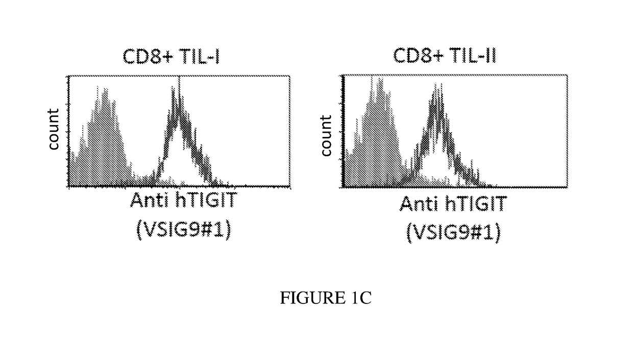 Antibodies specific to human t-cell immunoglobulin and itim domain (TIGIT)