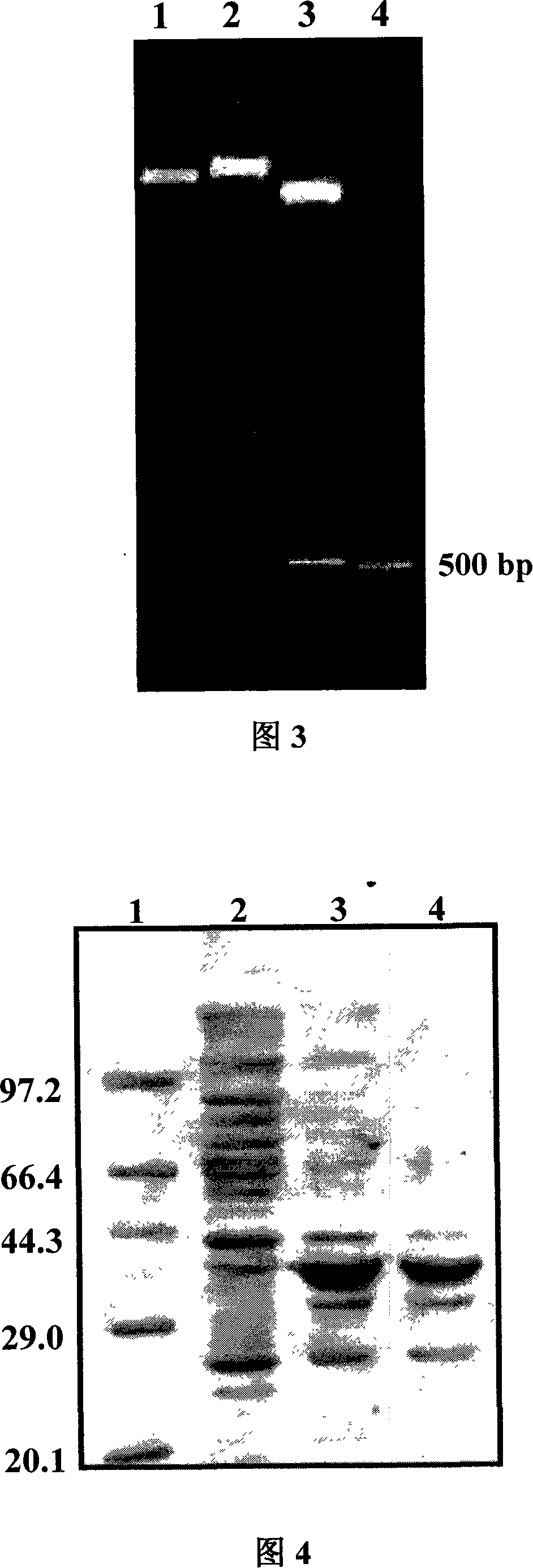 Amalgamation protein of human glucagons-like peptide-1and uses thereof