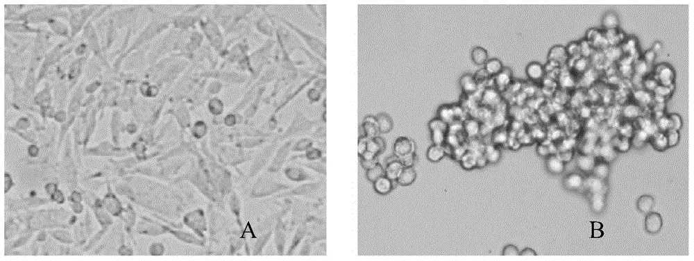 New application of CD44 plasmid