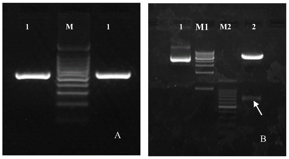 New application of CD44 plasmid