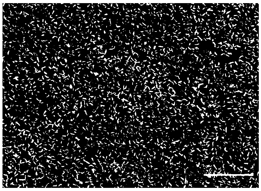 Normal-temperature non-slag phosphating solution used before electrophoresis of galvanized steel sheet for automobile and preparation method of normal-temperature non-slag phosphating solution