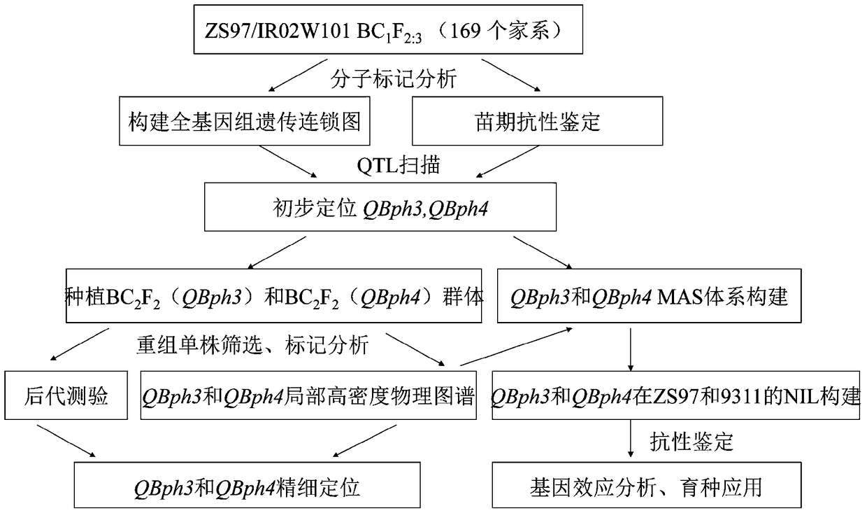 Molecular markers of rice resistance to brown planthopper qbph3 and qbph4 genes