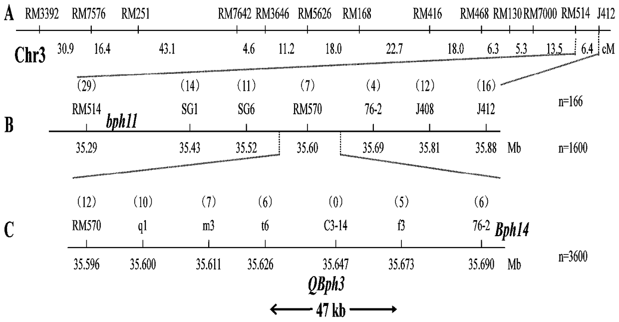 Molecular markers of rice resistance to brown planthopper qbph3 and qbph4 genes