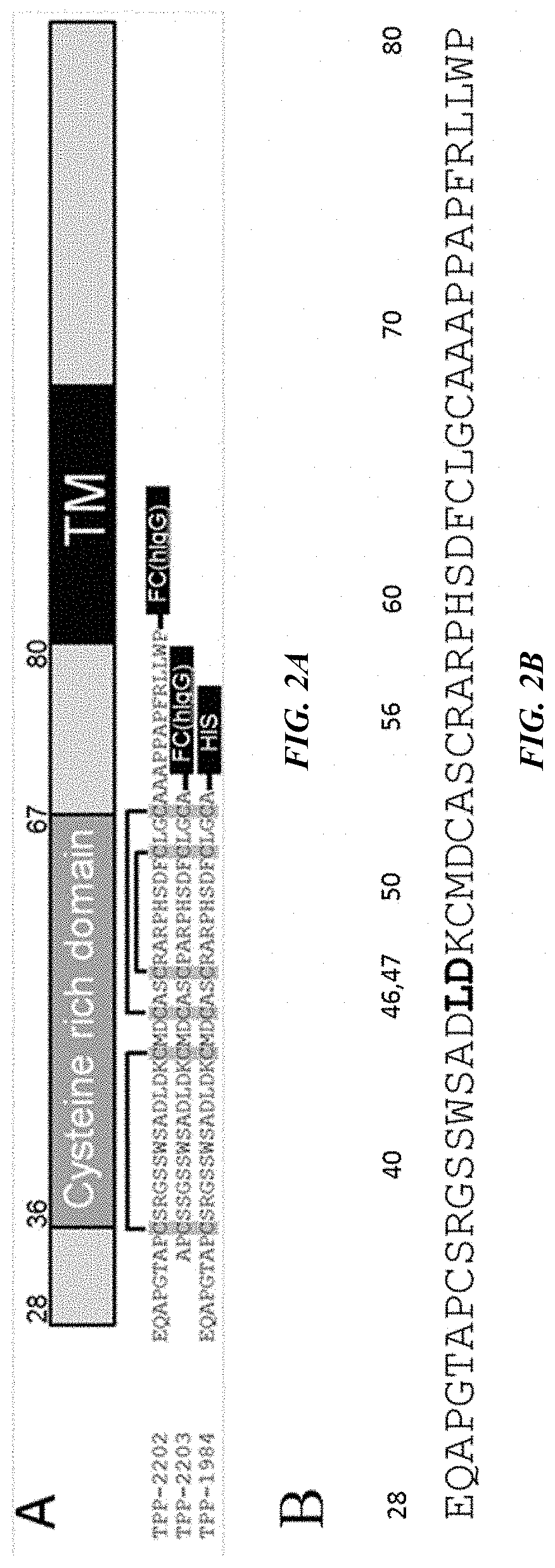 Antibody drug conjugates (ADCS) and antibody prodrug conjugates (APDCS) with enzymatically cleavable groups