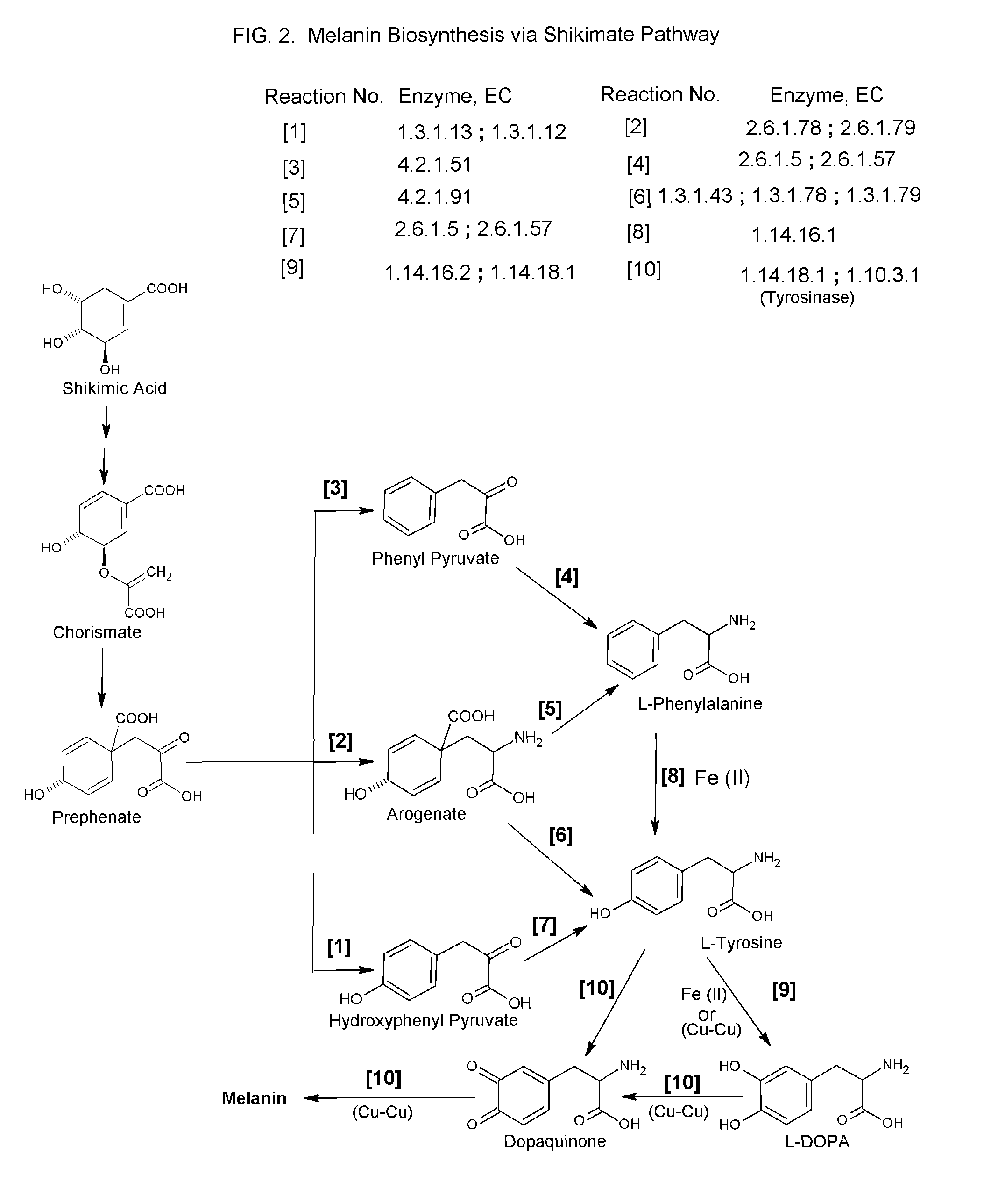 Artemisinin derivatives with natural amino acids, peptides, and amino sugars for skin imperfections and infection in mammals