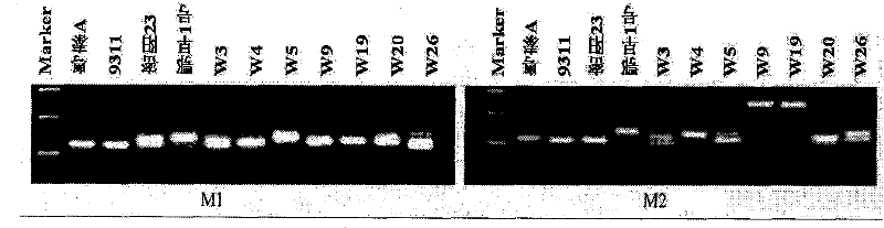 Method for detecting three-line hybrid rice honglian-type new restoring gene by using molecule mark sensing