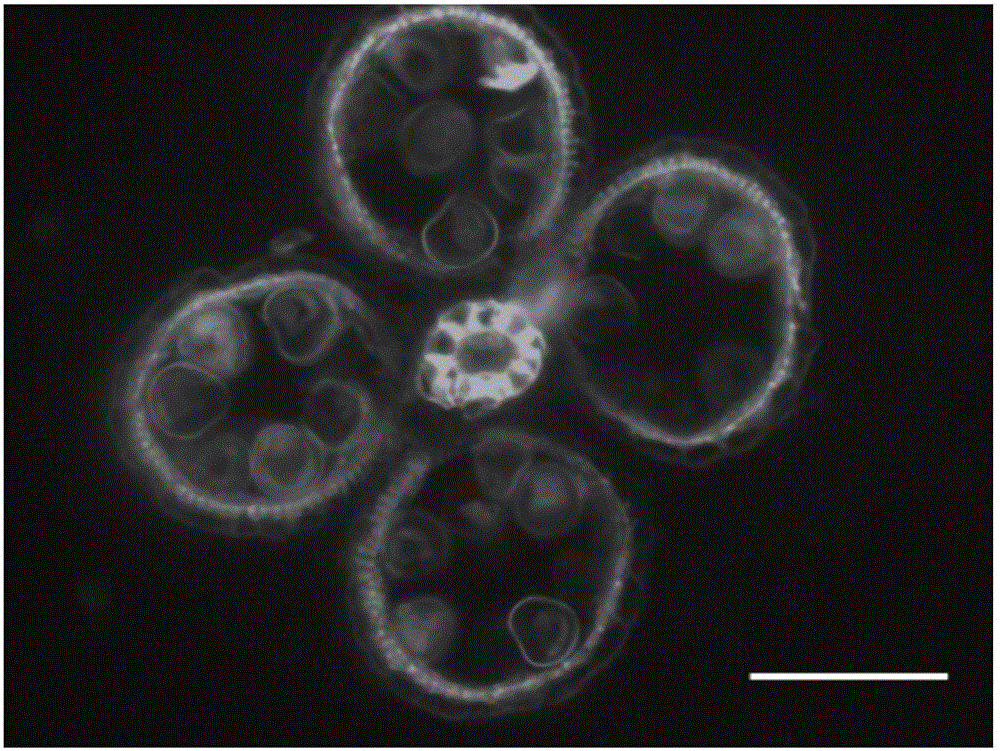 Fluorescence labeling method for rapidly detecting free calcium ion distribution in rice anther