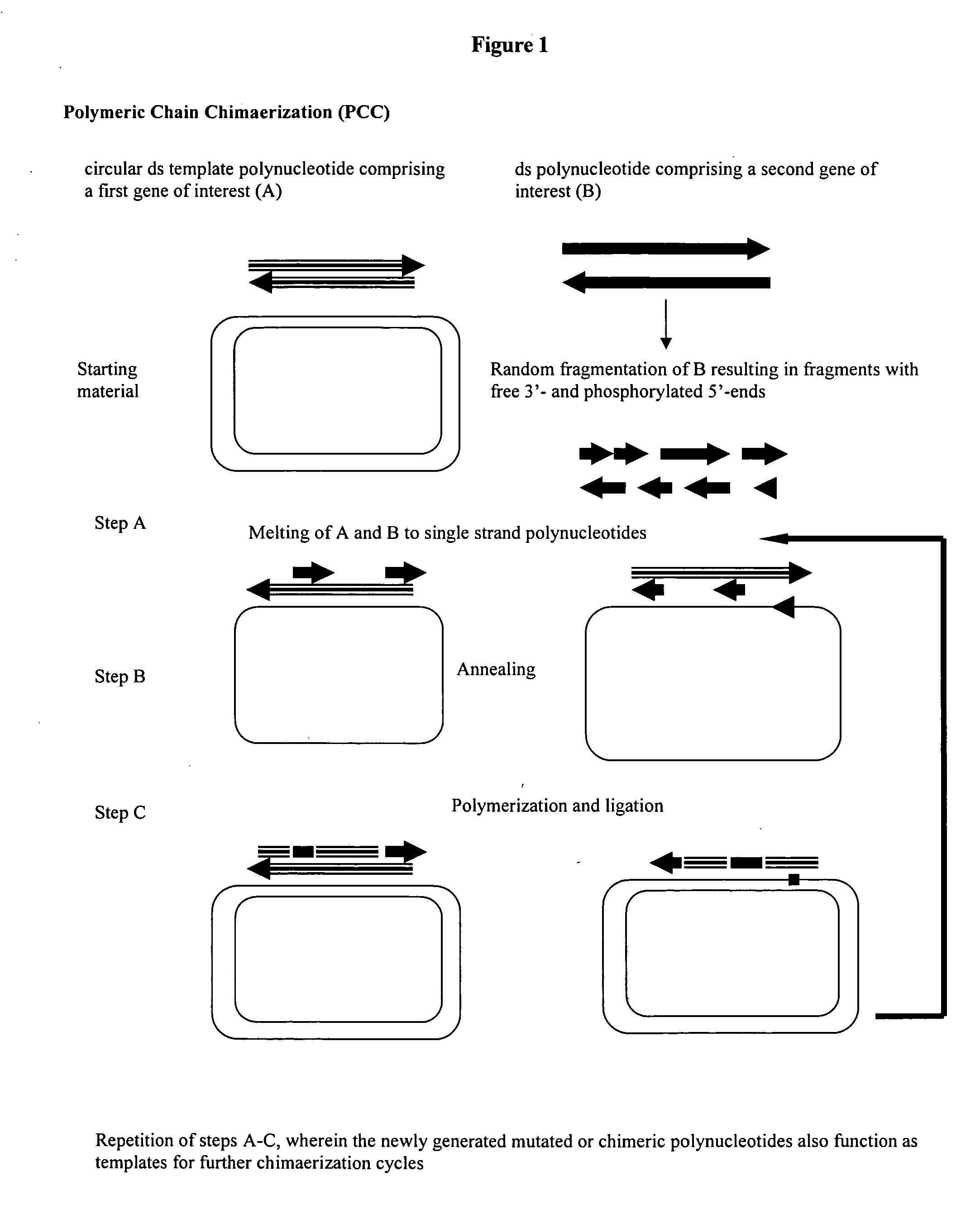 Method for obtaining circular mutated or chimeric polynucleotides