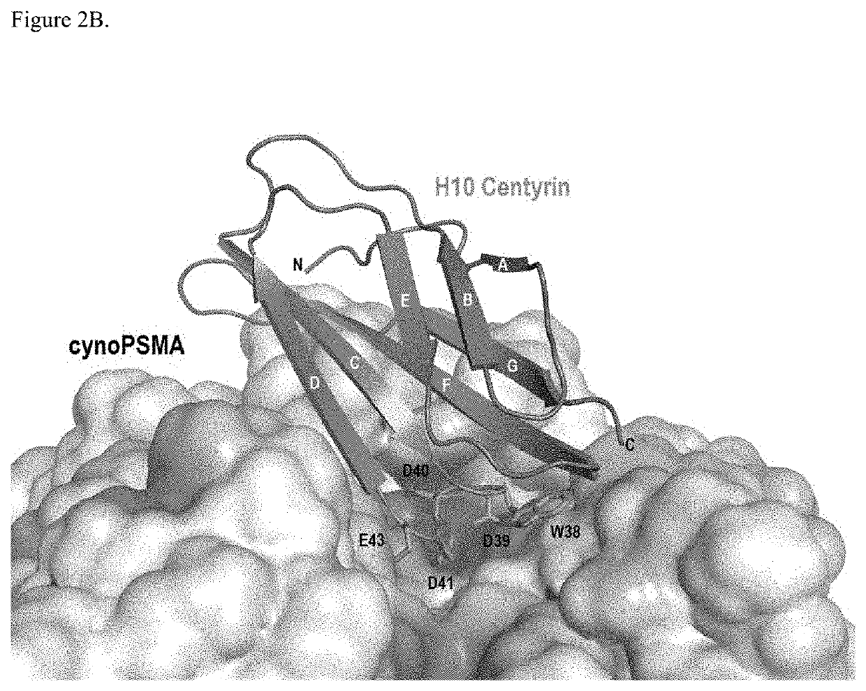 Prostate specific membrane antigen binding fibronectin type III domains