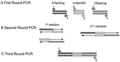 Watermelon oxysporum pathogenic FonAGL3 gene as well as deleted DNA fragment, deletion mutant and application thereof