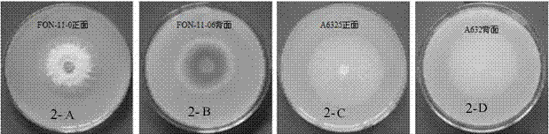 Watermelon oxysporum pathogenic FonAGL3 gene as well as deleted DNA fragment, deletion mutant and application thereof