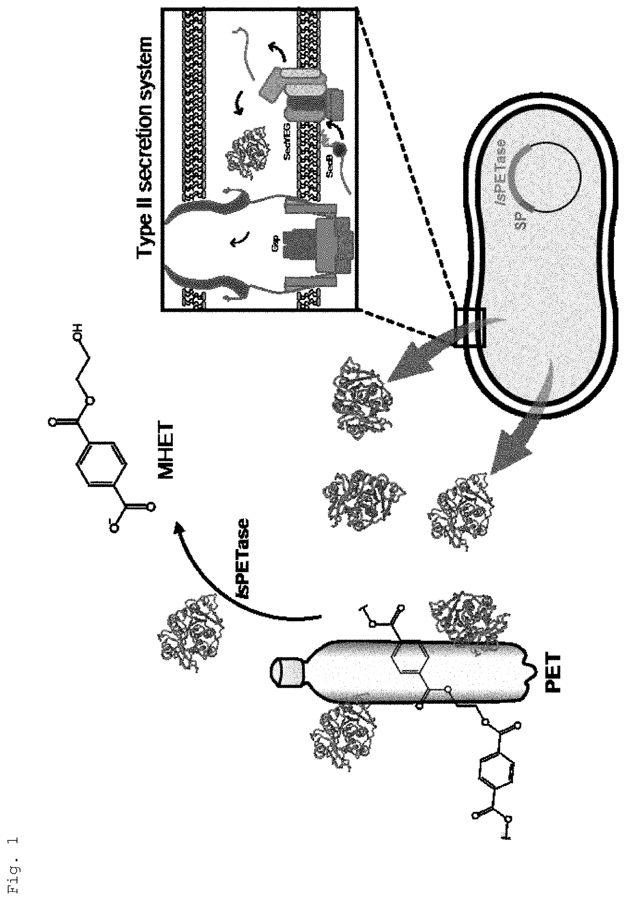 Recombinant petase producing strain, recombinant mhetase producing strain, and composition for degrading pet containing the same