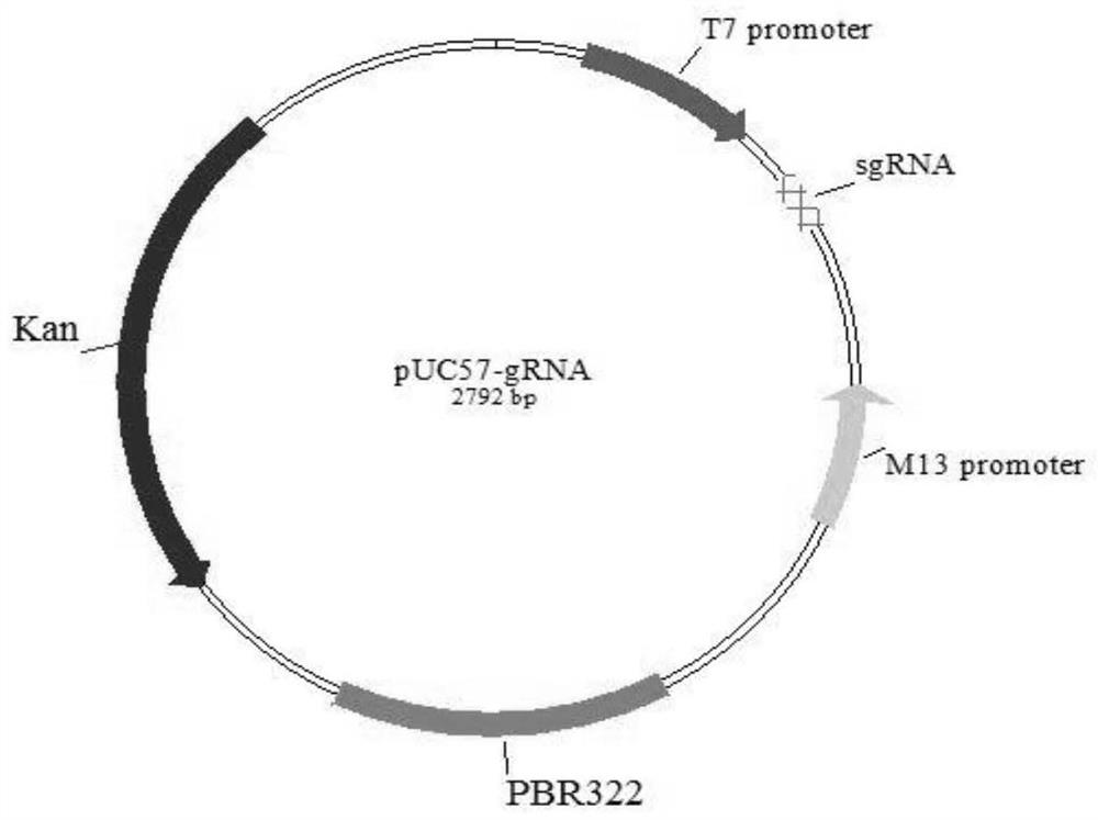 Method for constructing TAP gene-deleted pig T2 cell by using CRISPR/Cas9 system