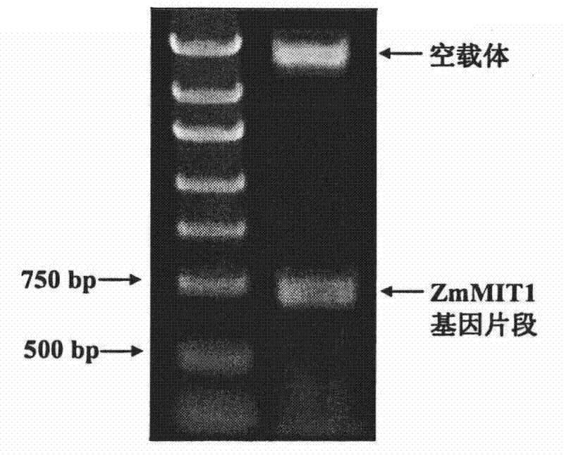 Corn bHLH transcription factor gene ZmMIT1 and use thereof for coding protein