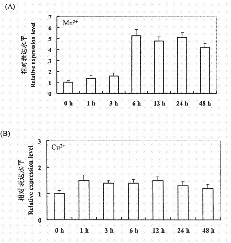 Corn bHLH transcription factor gene ZmMIT1 and use thereof for coding protein