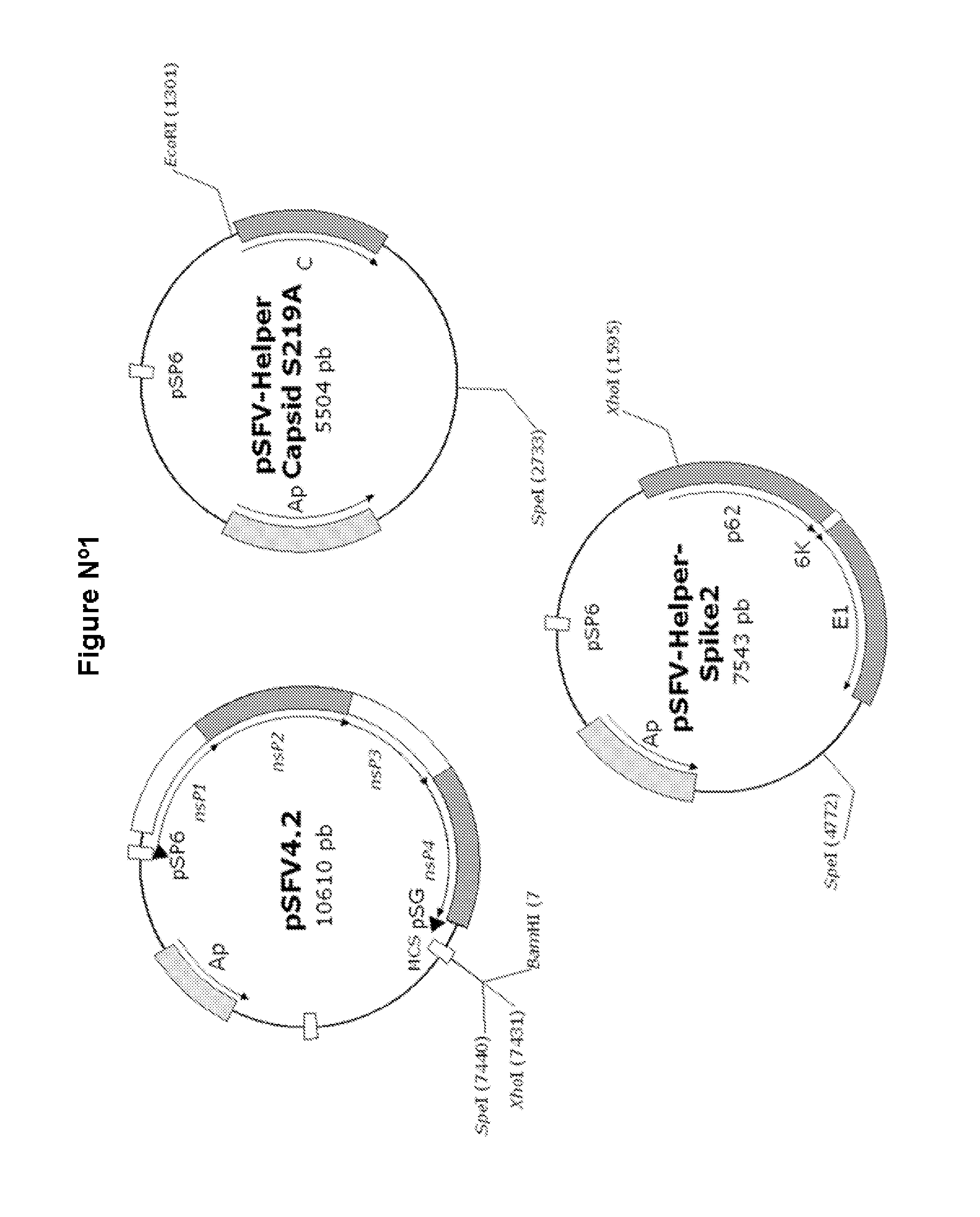 Veterinary pharmaceutical formulacion that comprises an RNA recombinant particle that encodes for a cu/zn superoxide dismutase protein of ruminant pathogenic bacteria and at least one RNA alphavirus belonging to the semliki forest virus family