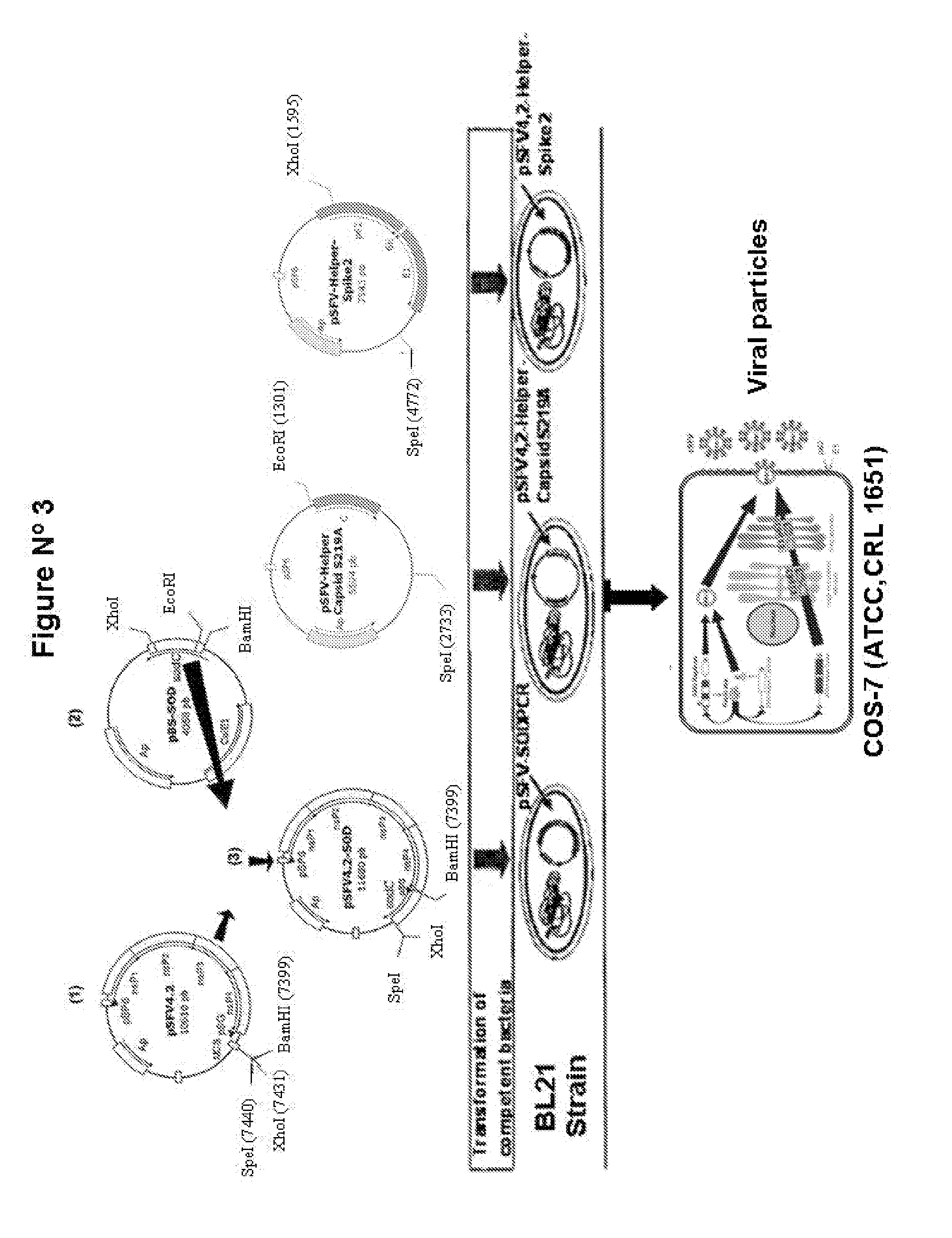 Veterinary pharmaceutical formulacion that comprises an RNA recombinant particle that encodes for a cu/zn superoxide dismutase protein of ruminant pathogenic bacteria and at least one RNA alphavirus belonging to the semliki forest virus family