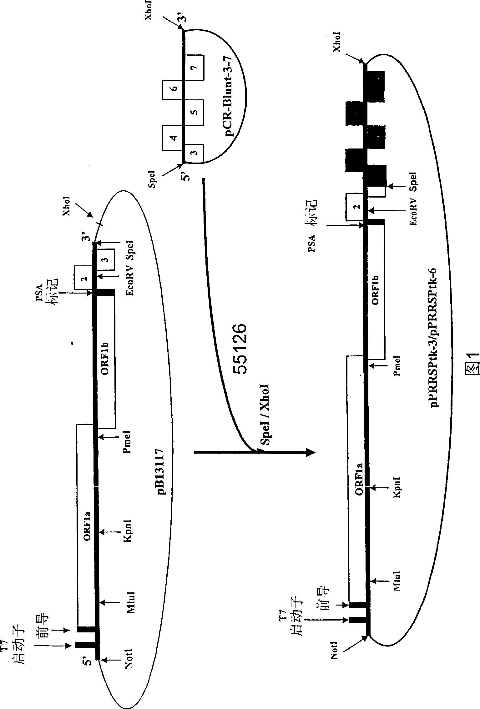 Construction of chimera PRRSV, compositions and vaccine preparations