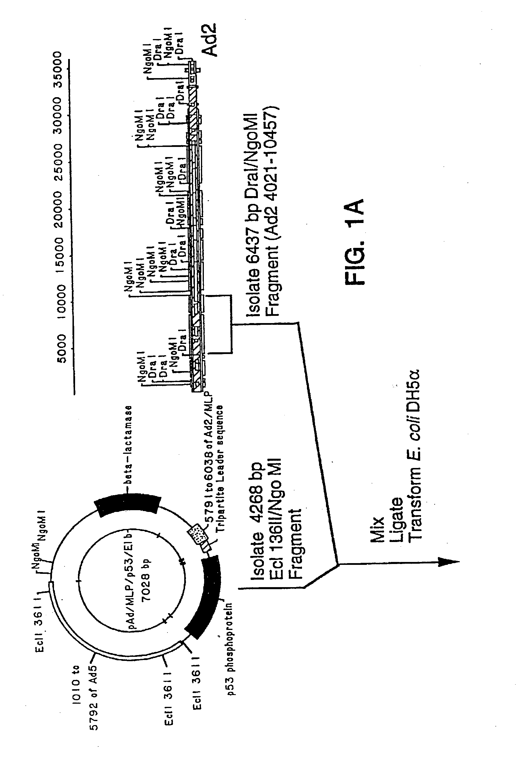 Adenoviral vectors having a protein IX deletion