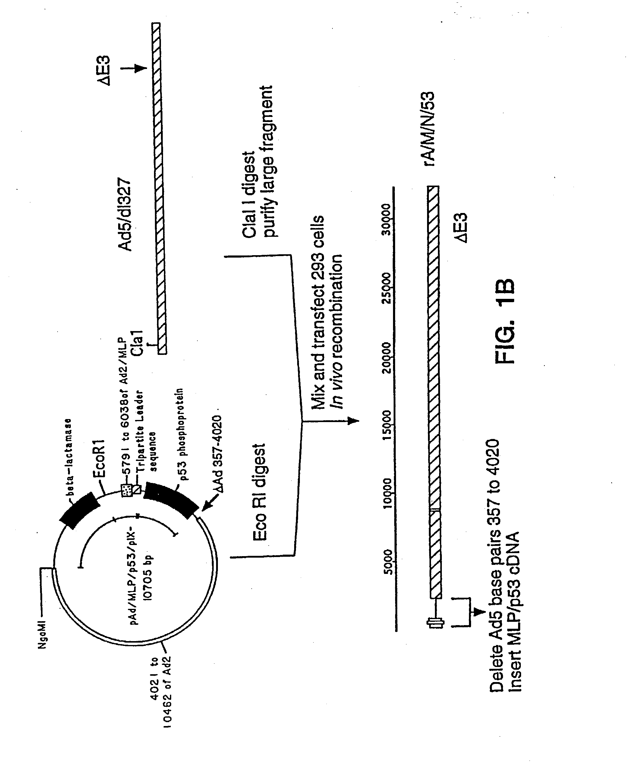 Adenoviral vectors having a protein IX deletion