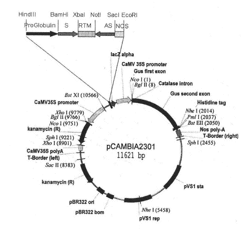 Method for improving characters of gossypol in cotton, and use thereof