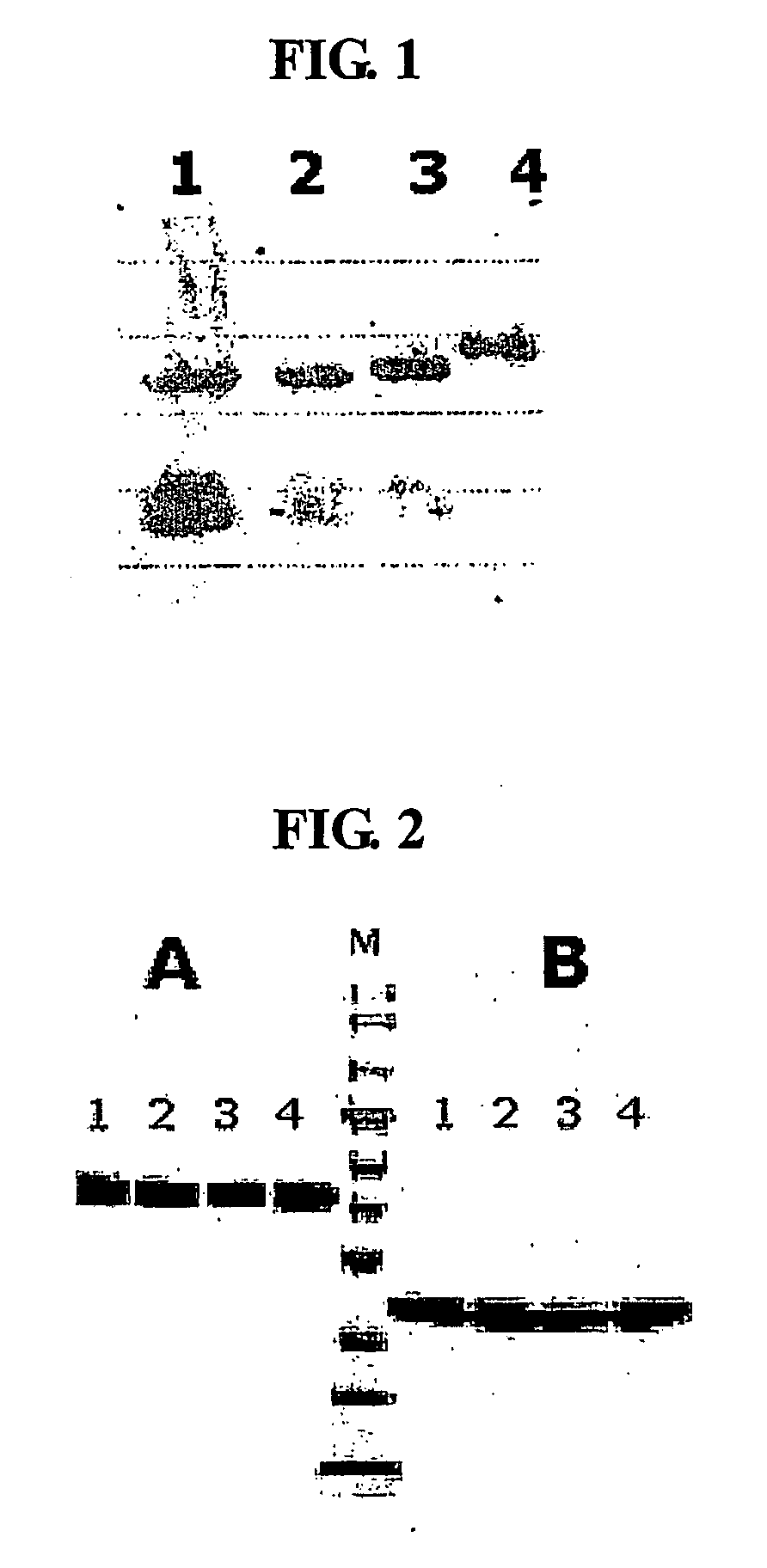 Igg fc fragment for a drug carrier and method for the preparation thereof