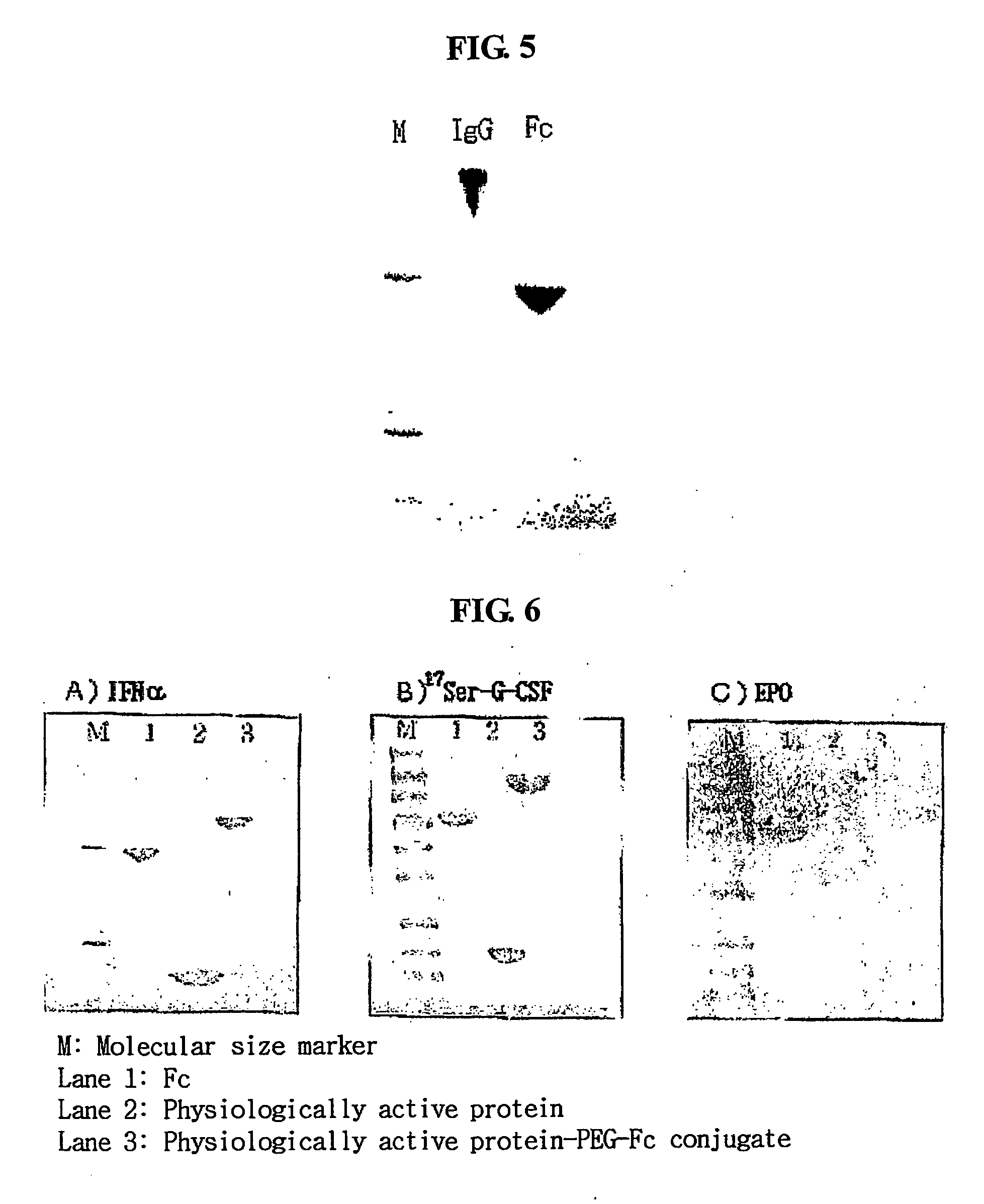 Igg fc fragment for a drug carrier and method for the preparation thereof