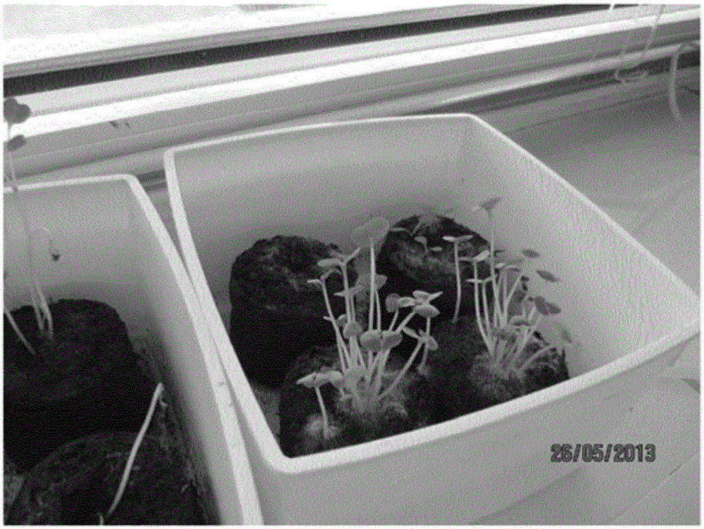 Hydroponic indoor gardening method