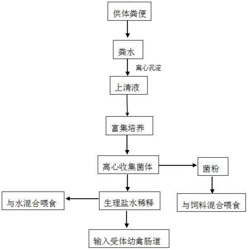 Method for preventing and treating diarrhea of poult based on caprophyl implantation technique