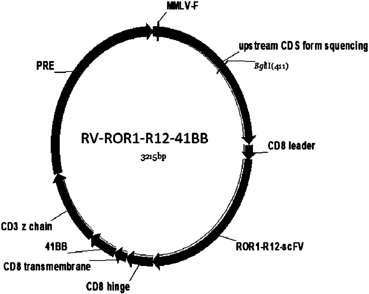 Targeted ROR1 chimeric antigen receptor and application thereof