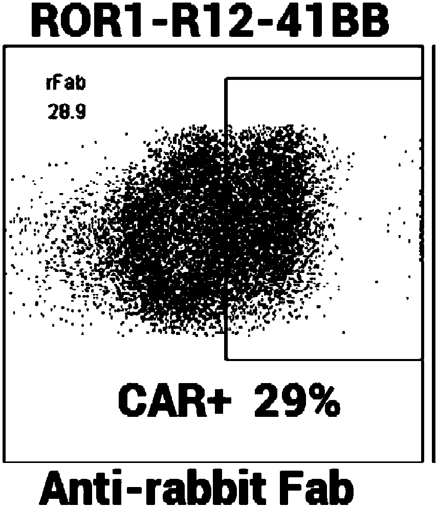 Targeted ROR1 chimeric antigen receptor and application thereof