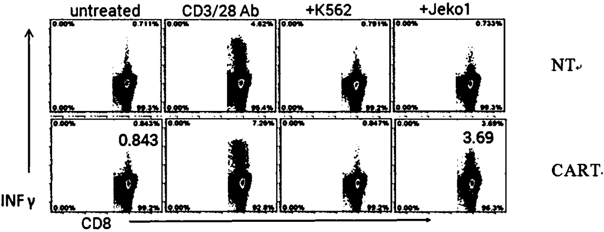 Targeted ROR1 chimeric antigen receptor and application thereof