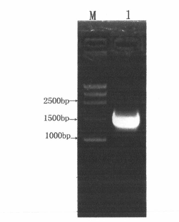 Recombinant attenuated salmonella vaccine and pharmaceutical composition for treating solid tumors and application thereof