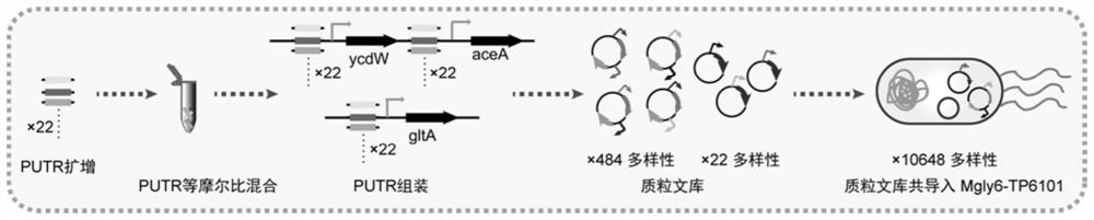 High-throughput screening method based on biosensor and application of high-throughput screening method in multi-gene metabolic pathway optimization