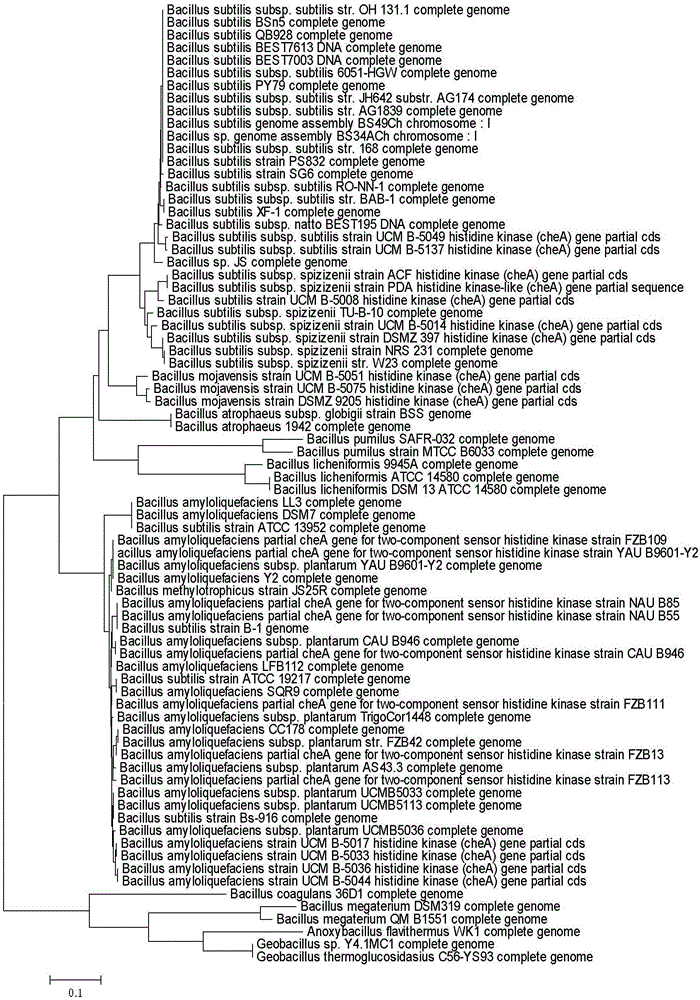 Distinguishing method for bacillus subtilis and bacillus amyloliquefaciens