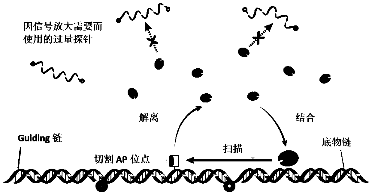 Method for specific regulation and control on activity of nuclease