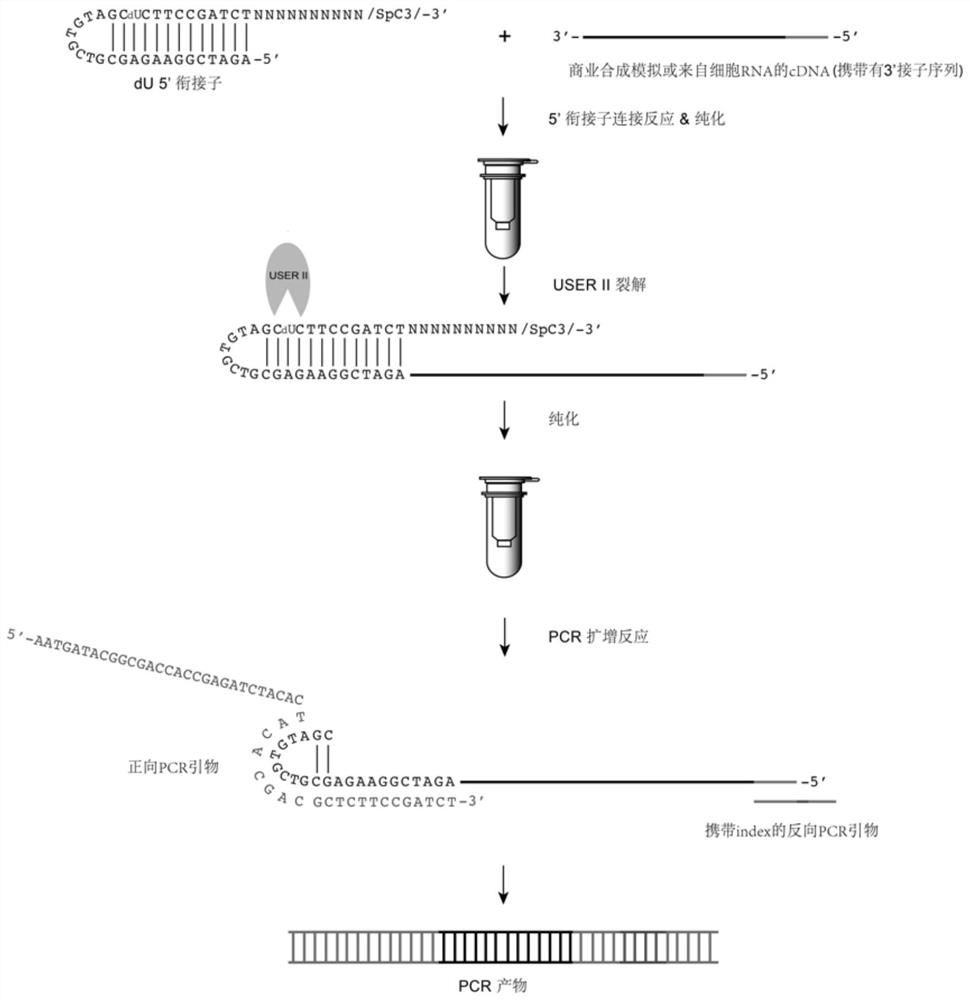 DU5 adaptor, application thereof and cDNA library constructed by dU5 adaptor