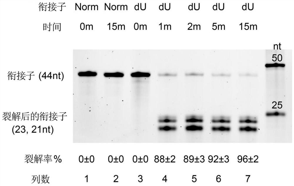 DU5 adaptor, application thereof and cDNA library constructed by dU5 adaptor