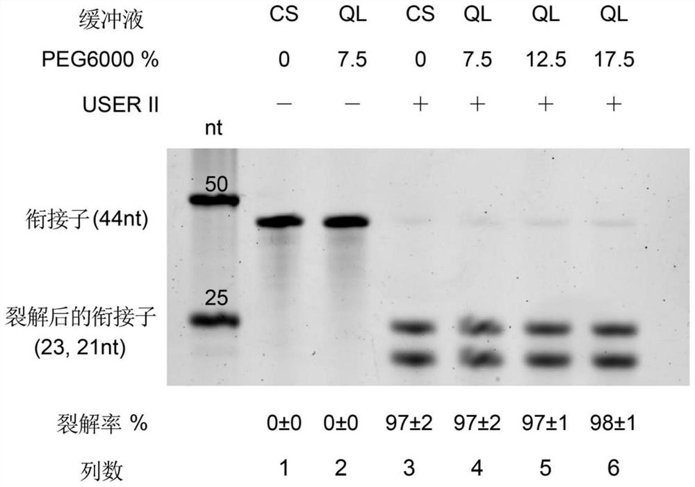 DU5 adaptor, application thereof and cDNA library constructed by dU5 adaptor