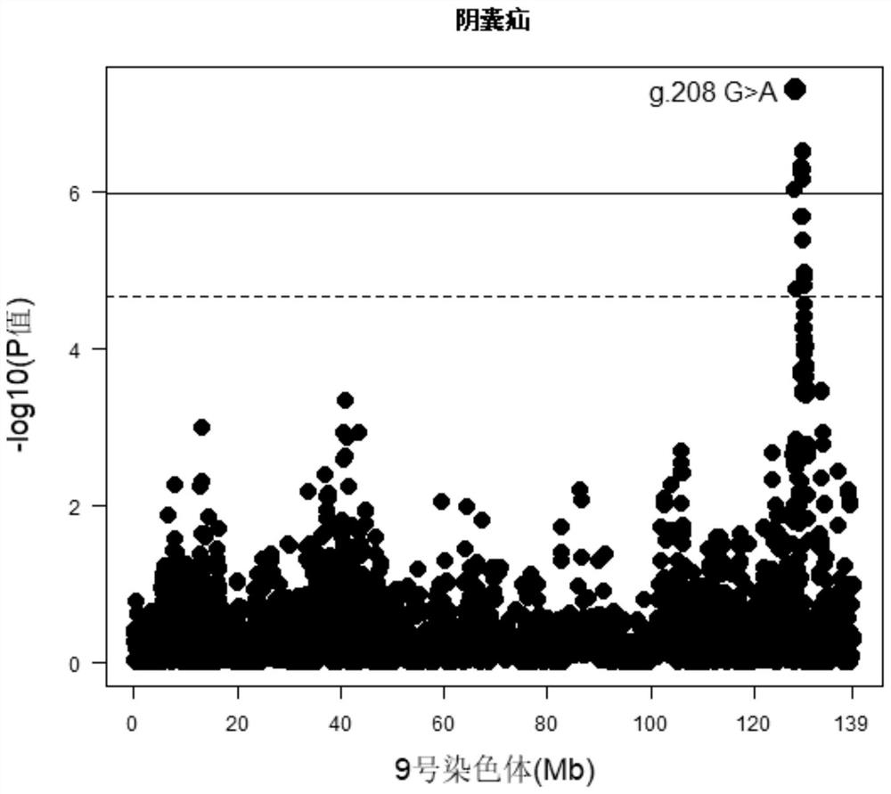 A SNP molecular marker located on pig chromosome 9 related to the occurrence of scrotal hernia and its application