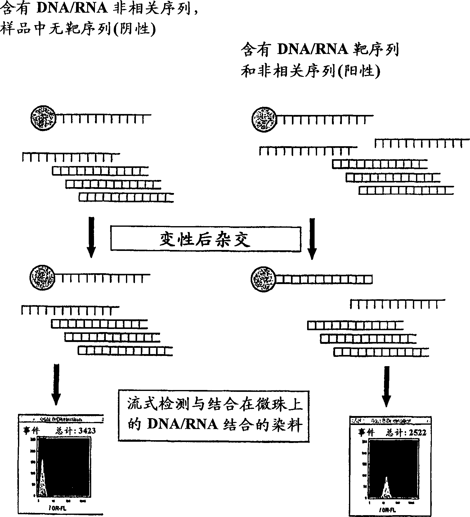 Detection of nucleic acids