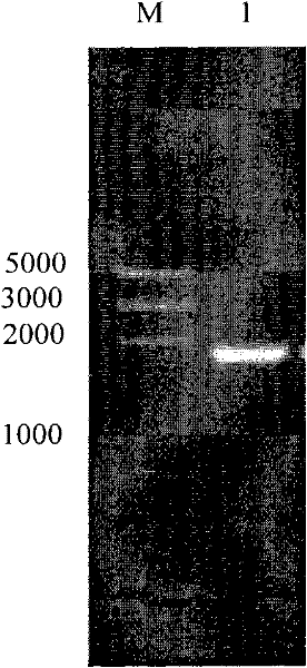 Alpha-galactosidase and expression and purification method thereof