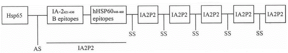 Recombination lactic acid bacteria and application thereof