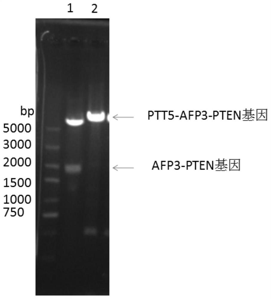 Method for efficiently expressing AFP3-PTEN fusion protein