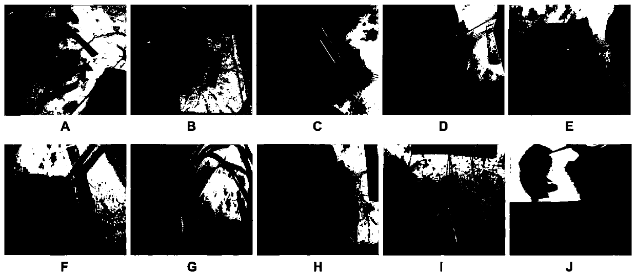 Improving method for preparing mouse silicosis model