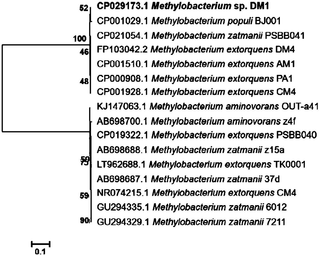 Isolated bacterial strain and application thereof