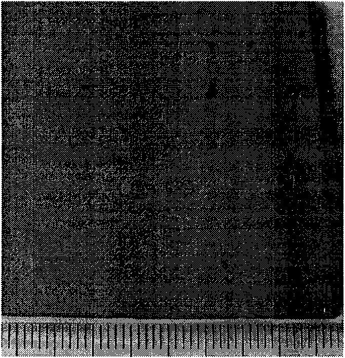 Magnesium alloy chromium-free fluorine-free phosphorization solution and phosphorization method